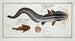 Platystacus angullaris L'anguille plate 2 Platystacus verrucosus Ryba płaska verruqueux - Marcus Elieser Bloch — widok dzieła