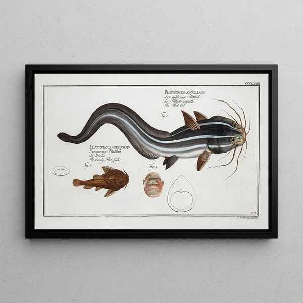 Platystacus angullaris L'anguille plate 2 Platystacus verrucosus Ryba płaska verruqueux - Marcus Elieser Bloch — oprawiony obraz na ścianie