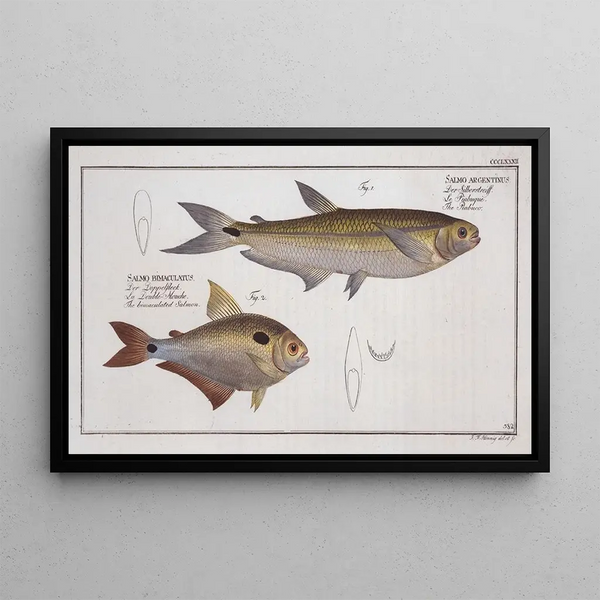 Salmo argentinus Le Piabuco 2 Salmo bimaculatus Le saumon bimaculé - Marcus Elieser Bloch — oprawiony obraz na ścianie