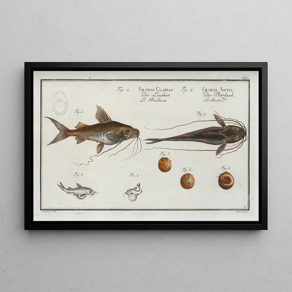 Marcus Elieser Bloch - 1 Silurus Clarias The Longbearded 3 Silurus Ascita The CrackBelly.webp
