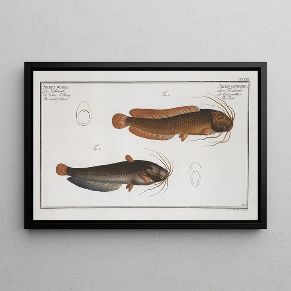 Marcus Elieser Bloch - 1 Silurus batrachus The Toeli 2 Silurus fossilis The muddy Silure.webp