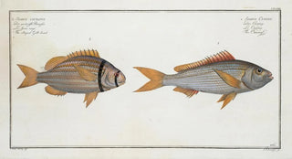 Marcus Elieser Bloch - 1 Sparus Cuning The Cuning 2 Sparus vittatus The striped Gilthead.webp