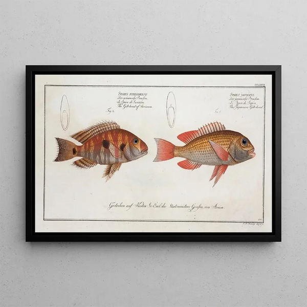 Sparus japonicus La dorada japońska 2 Sparus surinamensis La dorada surinamska - Marcus Elieser Bloch — oprawiony obraz na ścianie