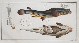 Marcus Elieser Bloch - Anableps tetrophthalmus The Foureye.webp