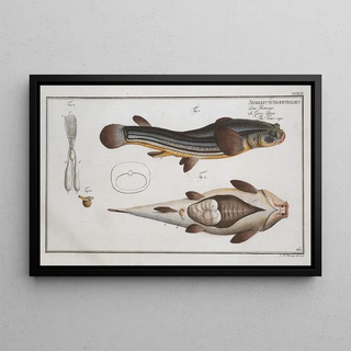 Marcus Elieser Bloch - Anableps tetrophthalmus The Foureye.webp