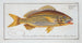 Anthias formosus Le Grondin - Marcus Elieser Bloch — widok dzieła