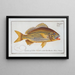Anthias formosus Le Grondin - Marcus Elieser Bloch — oprawiony obraz na ścianie