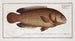 Anthias testudineus, ryba-żółw - Marcus Elieser Bloch — widok dzieła