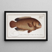 Anthias testudineus, ryba-żółw - Marcus Elieser Bloch — oprawiony obraz na ścianie