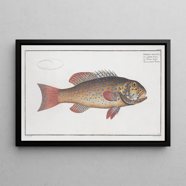 Bodianus maculatus Le Bodian maculé - Marcus Elieser Bloch — oprawiony obraz na ścianie