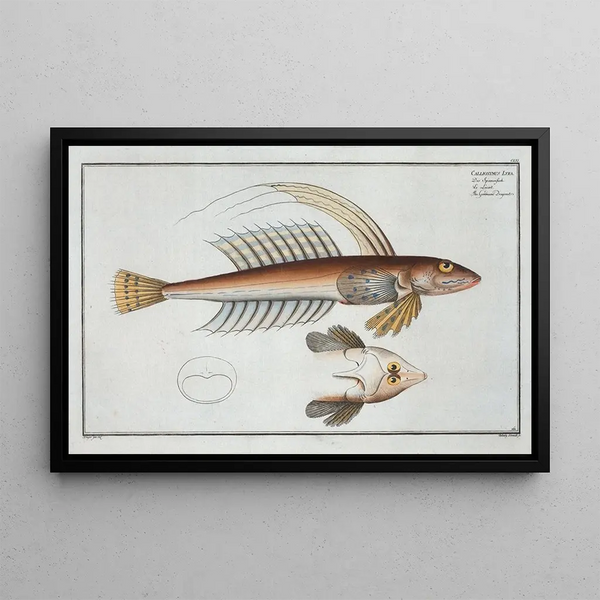 Marcus Elieser Bloch - Callionymus Lyra The Gemmeous Dragonet.webp