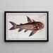Cataphractus costatus Le Poisson-côte - Marcus Elieser Bloch — oprawiony obraz na ścianie