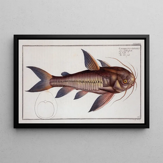 Marcus Elieser Bloch - Cataphractus costatus The Ribfish.webp