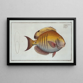 Marcus Elieser Bloch - Chaetodon Chirurgus The Surgeon.webp