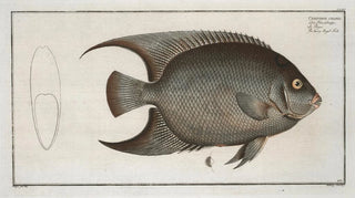 Marcus Elieser Bloch - Chaetodon ciliaris The Hairy AngelFish.webp