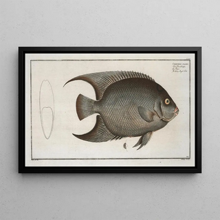 Marcus Elieser Bloch - Chaetodon ciliaris The Hairy AngelFish.webp