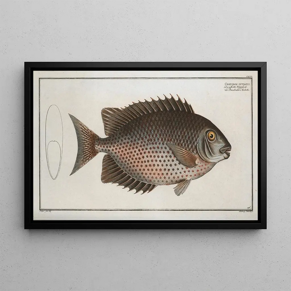 Marcus Elieser Bloch - Chaetodon guttatus.webp