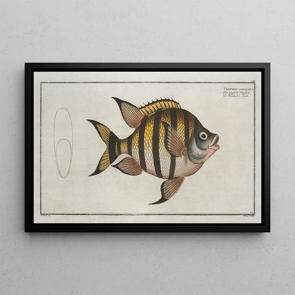 Chaetodon marginatus - Marcus Elieser Bloch — oprawiony obraz na ścianie