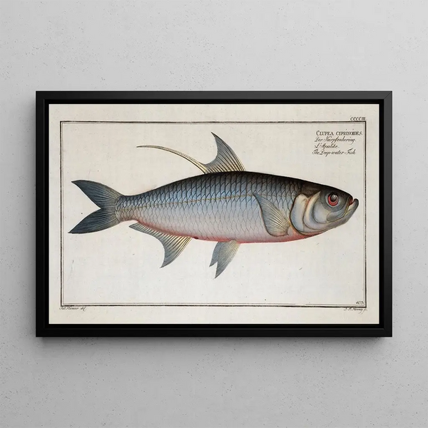 Marcus Elieser Bloch - Clupea cyprinoides The Deepwater Fish.webp