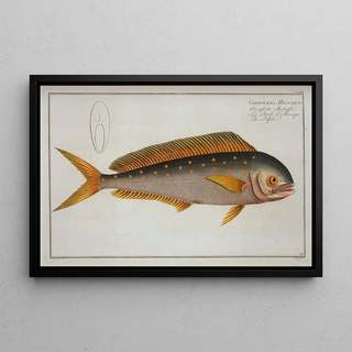 Marcus Elieser Bloch - Coryphaena Hippurus The Dolfin.webp