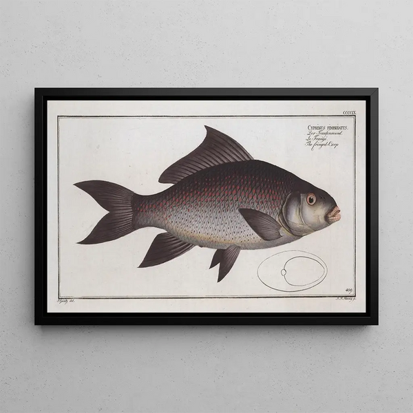 Marcus Elieser Bloch - Cymbrinus fimbriatus The fringed Carp.webp