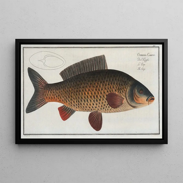 Cyprinus carpio La karp - Marcus Elieser Bloch — oprawiony obraz na ścianie