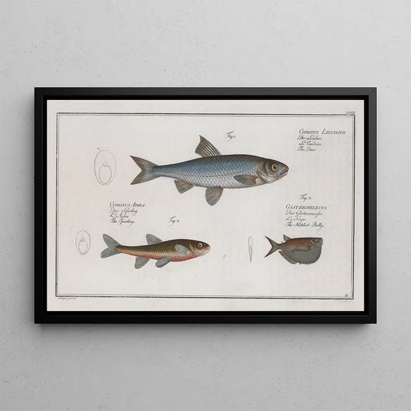 Cyprinus Leuciscus Le Dace 2 Cyprinus Aphya Le Spirling 3 Gasteropelecus Le HatchetBelly - Marcus Elieser Bloch — oprawiony obraz na ścianie