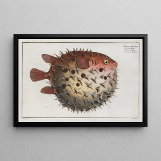 Marcus Elieser Bloch - Diodon orbicularis The prickly Bottlefish.webp