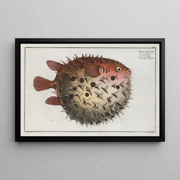 Marcus Elieser Bloch - Diodon orbicularis The prickly Bottlefish.webp