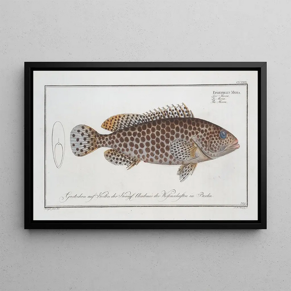 Epinephelus Merra Le Merra - Marcus Elieser Bloch — oprawiony obraz na ścianie