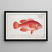 Epinephelus ruber Le Walleye rouge - Marcus Elieser Bloch — oprawiony obraz na ścianie