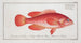 Epinephelus ruber Le Walleye rouge - Marcus Elieser Bloch — widok dzieła