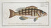Epinephelus striatus Le doré rayé - Marcus Elieser Bloch — widok dzieła