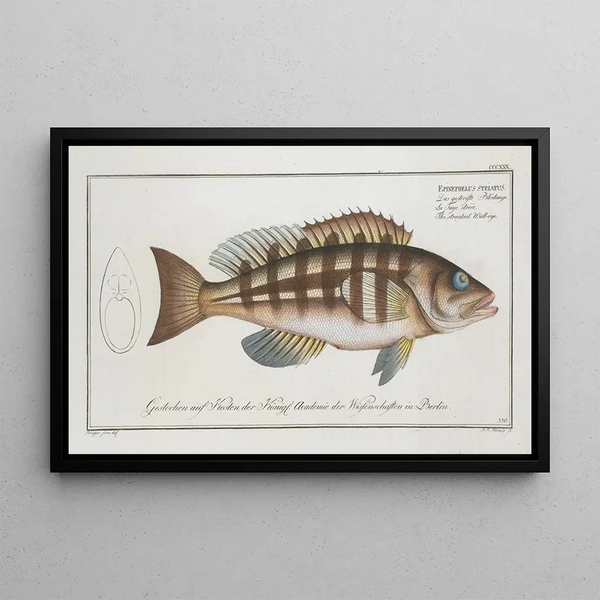 Epinephelus striatus Le doré rayé - Marcus Elieser Bloch — oprawiony obraz na ścianie