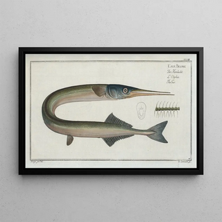 Marcus Elieser Bloch - Esox Belone The Gar.webp