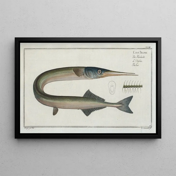 Esox belone Le Brochet - Marcus Elieser Bloch — oprawiony obraz na ścianie