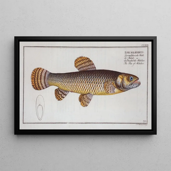 Esox malabaricus Le brochet de Malabar - Marcus Elieser Bloch — oprawiony obraz na ścianie