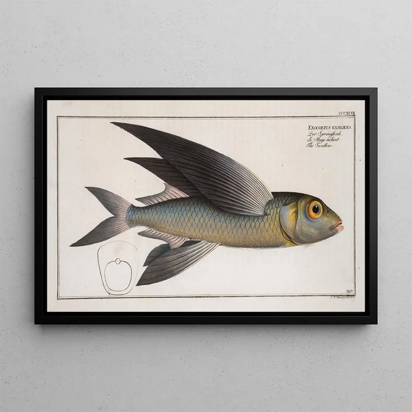Marcus Elieser Bloch - Exoecoetus exsiliens The Swallow.webp