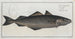Gadus Carbonarius Le lieu noir - Marcus Elieser Bloch — widok dzieła