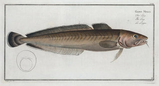 Marcus Elieser Bloch - Gadus Molva The Ling.webp