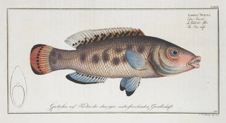 Marcus Elieser Bloch - Labrus Vetula The Seawife.webp