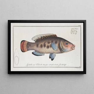 Marcus Elieser Bloch - Labrus Vetula The Seawife.webp