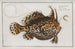 Lophius histrio, amerykański ropuch - Marcus Elieser Bloch — widok dzieła