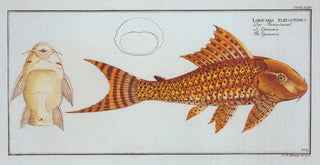 Marcus Elieser Bloch - Loricaria plecostomus The Guacari.webp