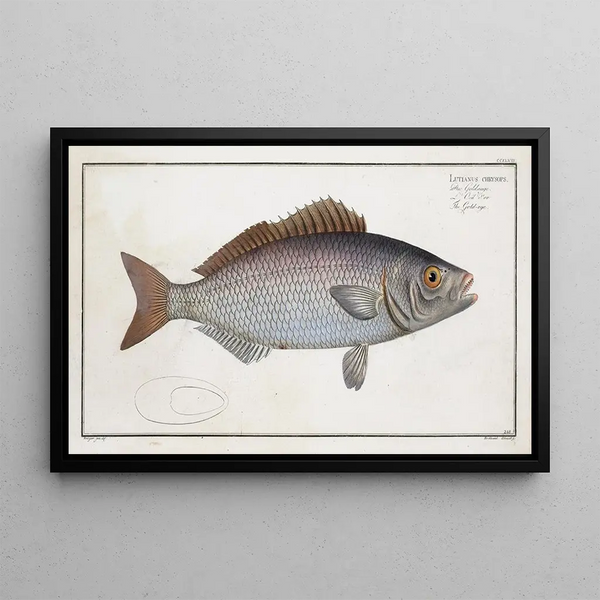 Lutjanus chrysops Le Goldeye - Marcus Elieser Bloch — oprawiony obraz na ścianie