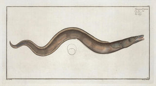 Marcus Elieser Bloch - Muraena Conger The Conger.webp