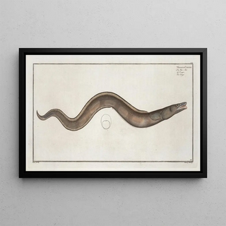 Marcus Elieser Bloch - Muraena Conger The Conger.webp