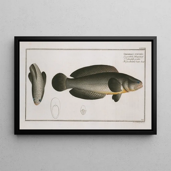 Ophicephalus punctatus Le Snakehead Ponctué - Marcus Elieser Bloch — oprawiony obraz na ścianie
