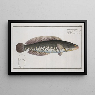 Marcus Elieser Bloch - Ophicephalus striatus The streaked Snakehead.webp