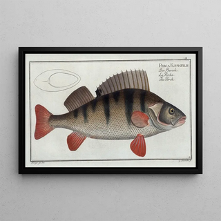 Marcus Elieser Bloch - Perca Fluviatilis The Perch.webp